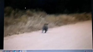 Female leopard chasing steenbok, one of the smallest antelopes in the African Bush Kingdom #reels #reelsfb #reelsviral #viralpage #video #africa #Amazing #life #Wow #wildlife #travel #trending #trend #reelsvideo #animal #nature #viral | African Bush Kingdom