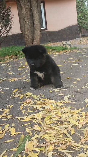 Female Akita American kennel EMPRESS FIKE 🫶 | Анна Шиловская