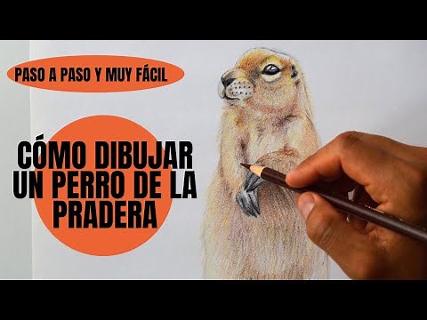 Cómo Dibujar Un Perro de la Pradera realista Paso a Paso