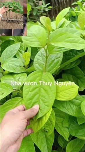 Cây hồng giòn nhật bản #câyănquả #caycanh