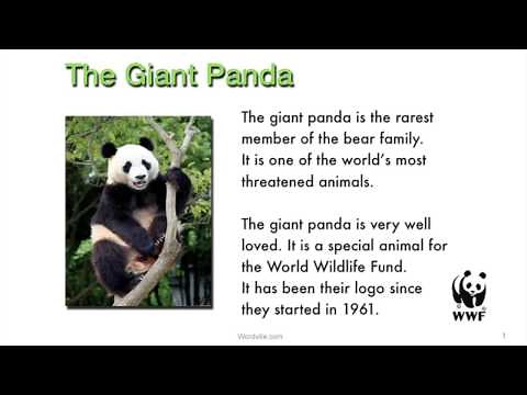 The Giant Panda - a Wordville Reading Comprehension Story