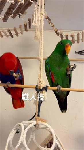 手じゃなくて足！器用にナッツを嗜むオオハナインコがこちら#オオハナインコ #eclectusparrot #birds #おぎゃん