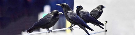 Crows on campus - The University of Washington Bothell