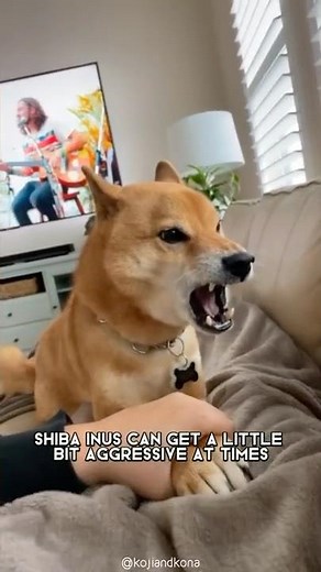 Shiba Inu 🐕 From Japan with Love!