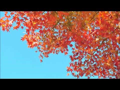 モーツァルト: きらきら星変奏曲［ナクソス・クラシック・キュレーション #元気］