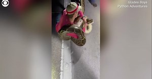 Record-breaking 19-foot-long Burmese python captured in Florida