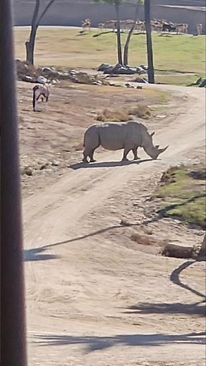 Majestic White Rhinos Up Close! 🦏 San Diego Safari Park Tour