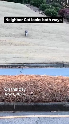 14K views · 408 reactions | Thankfully neighbor cat Oliver is pretty careful. I still worry  #ourneighborscat #catlooksbothwaystocross | Englishbulldogemmie | Facebook