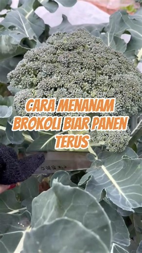 Rahasia Panen Brokoli Terus Pakai Alitura Organics Bat Guano