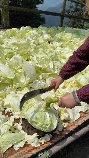 13K views · 20 reactions | Cutting cabbage #shorts | Gardening Idea | Facebook