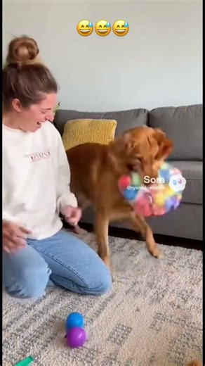 Balloon Pop Gone Wrong 🤣🐶 fypシ゚viral #funny #shortvideos #viral #shorts #dogs