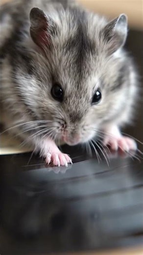 #aivideodreambeatviral beatremixingbeattrendingbeat