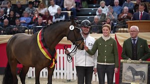 ⭐️Der Trakehner Siegerhengst 2023 heißt Kap Verde ⭐️ Als moderner, typvoller Bewegungskünstler mit dem Überguss des Besonderen überzeugte Kap Verde v. Helium-Ivernel (Z.: ZG Dr. Rudolf Trenschel u. Silke Ottmann-Trenschel, B.: Jill Mieleszko-Vekens) die Körkommission bei jedem Auftritt und ließ sich vom Publikum souverän feiern, nach Trakehner Art mit Standing Ovations und brandendem Applaus. 😍 Herzlichen Glückwunsch 🎉😁🥕🥂🥰 Kap Verde‘s großer Tag ist noch nicht zu Ende: Heute Abend um 20.00
