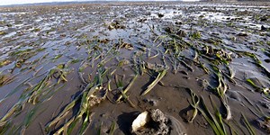 What to know about the FDA's paralytic shellfish poisoning warning