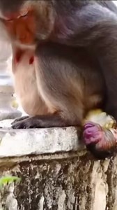 Poor baby monkey newborn | Discovery Monkey