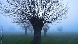 Dehesa de Fresnos (Fraxinus excelsior) pollards in the fog. Forest of the Blacksmith of San Lorenzo de El Escorial. Sierra de Guadarrama. Madrid's community. Spain. Europe