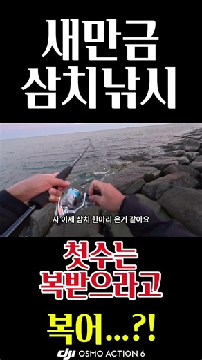 🎣 새만금으로 삼치낚시 다녀왔습니다!복어도 삼치도 잡고왔네요 🐡#삼치 #새만금삼치 #새만금삼치낚시 #osmomotion #djiosmoaction