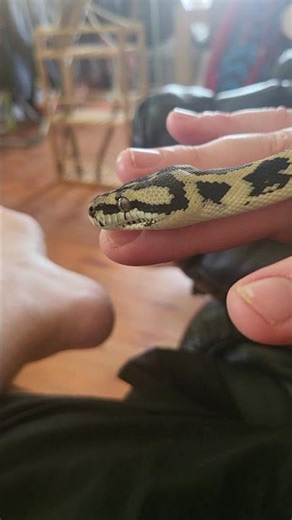 sleepy python. #animalshorts #australia #tired #snake #python