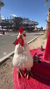 Justin Scarred on Reels