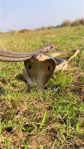 Cobra’s Defensive Display in the Wild – Rare Close-Up! #shorts #snake #snacks #wildlife #yt