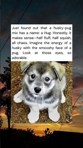 A husky pug mix is called a hug