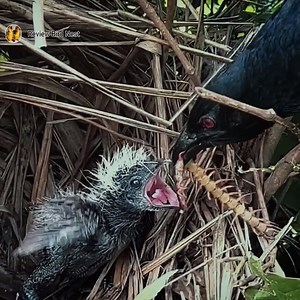 11K views · 314 reactions | The little bird ate the Amazonian giant centipede | Review Bird Nest | Facebook