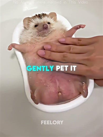 Baby Hedgehogs Are Born Without Spines 🦔❤️ #shorts