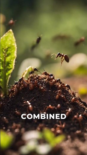 Why Ants Work Together: How They Help Each Other #animalfacts #wildlifedocumentary