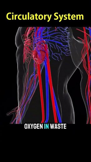 Circulatory System I How it Works?