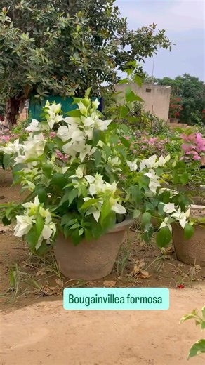 31K views · 611 reactions | Bougainvillea formosa price per plant 3000 pkr | AGP Nursery Farm | Facebook