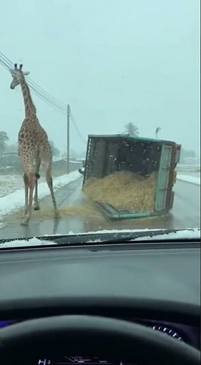 A Snowy Day Mishap: Giraffe Falls and Walks Away