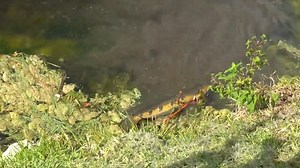 Hunting aggressive snakehead fish with a bow