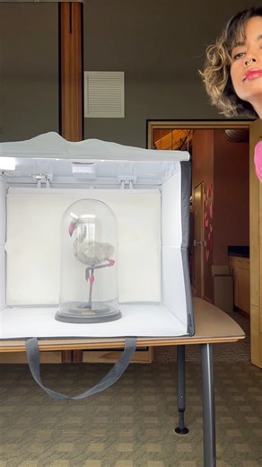 34K views · 383 reactions | Planes, trains, and automobiles with this REPLICA flamingo chick! This taxidermy inspired sculpture will be part of the Flock Party at Denver Zoo tonight, inspired by their fabulous flamboyance of flamingos! Yes, a group of flamingos is called a flamboyance! | Gotham Taxidermy | Facebook