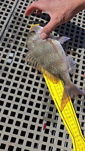 144K views · 188 reactions | Size check... #snapper #fishing #fishinglife #fishingtrip | Merian Ronquillo | Facebook