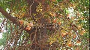 Cannonball tree flower blossom on tree or Couroupita guianensis, family Lecythidaceae, other names includes the Brazil nut (Bertholletia excelsa) and Paradise nut Lecythis zabucajo. Stock Video