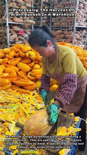 Processing The Harvest Of Giant Squash In A Warehouse