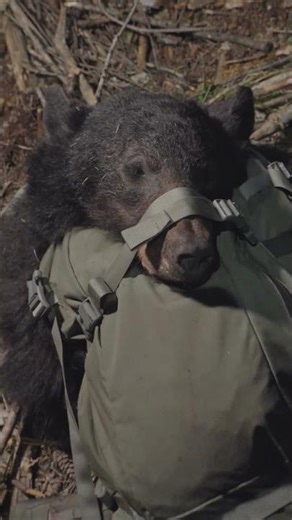 Bear's first big hunt without his dad