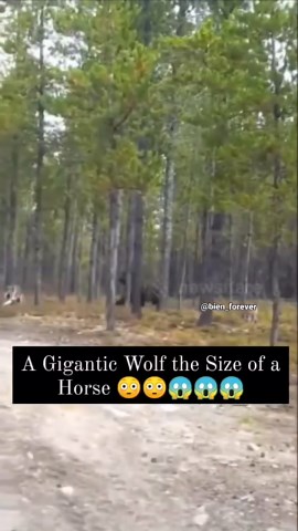 Alien Related on Instagram: "A jaw-dropping scene captured in a forest shows a gigantic wolf, nearly the size of a horse, chasing after a dog. The encounter takes place amidst tall trees, highlighting the sheer size difference between the wolf and the dog. This extraordinary moment, emphasizing the wolf's enormous stature, was witnessed in a dense forest area … What do you think about it? What kind of wolf was that? 🎥 @bien_forever ▪︎▪︎▪︎ 👉 @ancientscientist 📜 Daily Articles in Story! ❤ Tag U