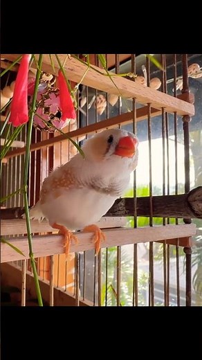 Young Zebra Finch Singing Talking🎼♪♫♫♩#zebrafinch #zebrafinchsound #finch #zebrafinchsinging #cute