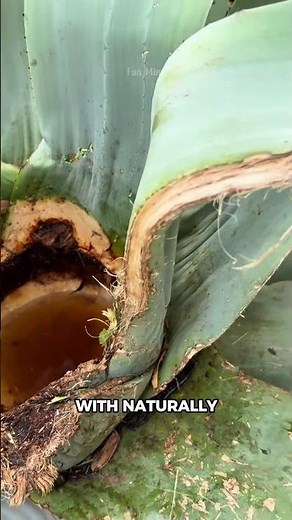 Inside Mexico’s Agave Plant: The Sweet Sap Behind Tequila!