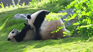 adult mother giant panda bear playing with baby cub on the lawn at Chengdu China, lovely animal moment