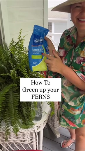 Carmen Johnston Gardens on Instagram: "My ferns need a boost! They look so sad this time of year. Y’all this is how I green them up and bring my ferns back to life. Comment FERN for my tips 💚"