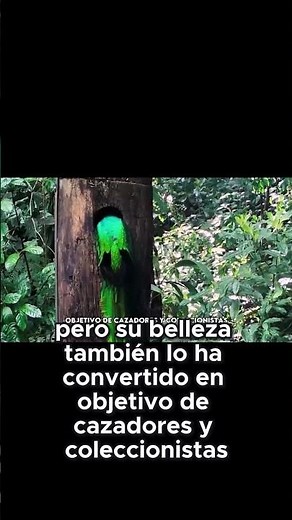 Quetzal: The Sacred Symbol of Guatemala That Looks Like a Winged God