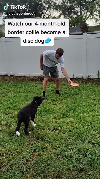 Mojo the Frisbee Dog Training Journey
