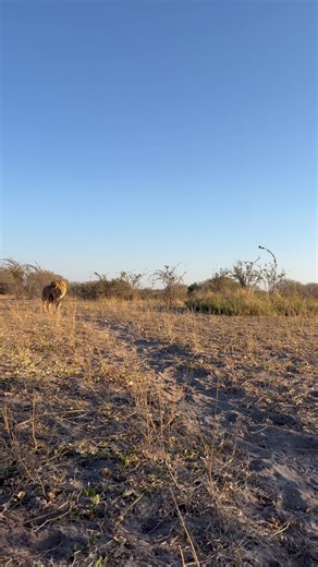 143 reactions · 7 comments | But now this is really really close!! Get out there and join us in the stunning wild parts of Botswana! Safari Life Africa. | Safari Life Africa | Facebook