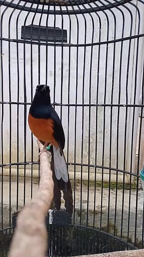 100K views · 1.2K reactions | Suara burung murai di sore hari #fyp #fb #kicau #bird | Kicau Manok | Facebook