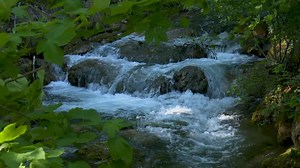 Bach, Nature, Stream. Free Stock Video