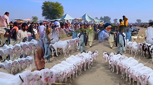 55K views · 3.1K reactions | bakra eid 2025 ka bakre bakra mandi...