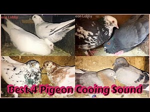 Best 4 Male Pigeon Calling Female Pigeon || Pigeon Crying Cooing Sound || Pigeon Sound
