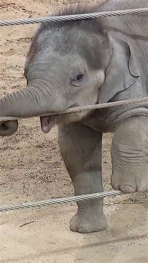 Columbus Zoo’s second elephant calf born this year makes public debut